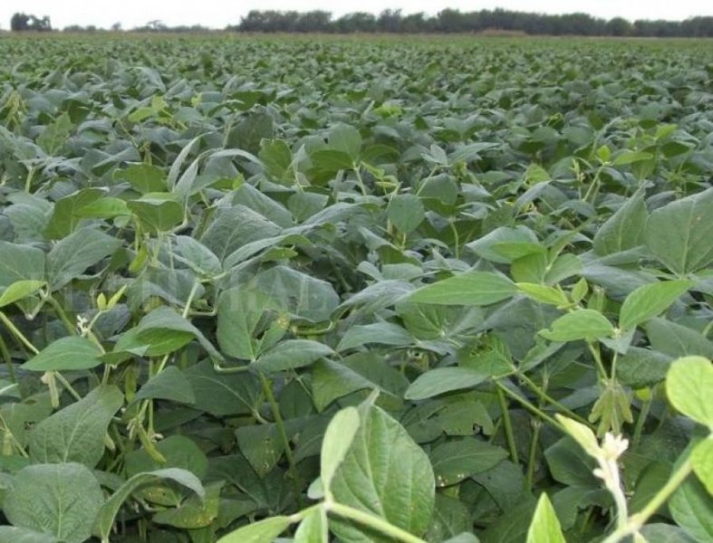 Campo en Venta en  Bandera, Santiago del Estero