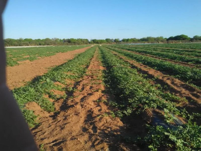 Campo en Venta en  Gral Pizarro, Salta