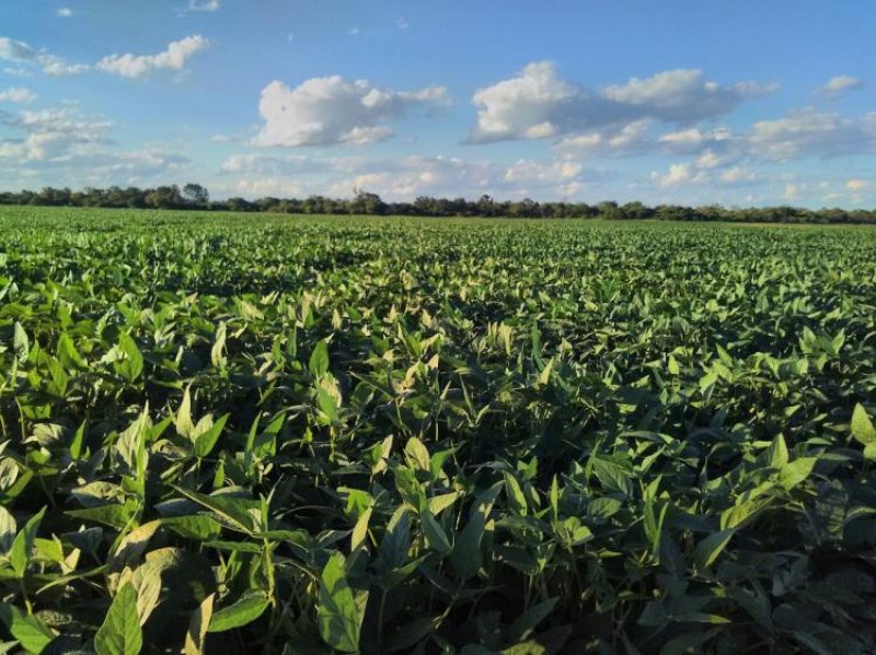 Campo en Venta en  Palo Santo, Formosa