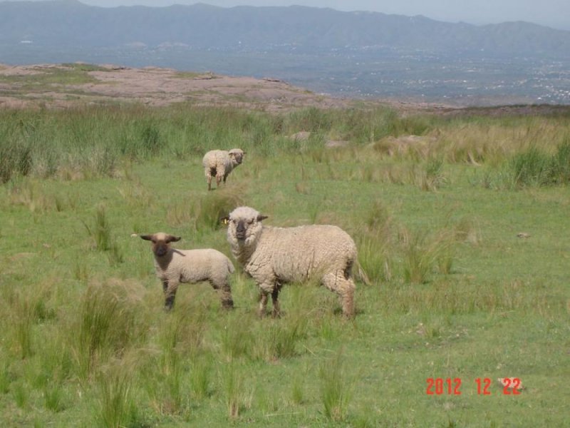 Campo en Venta en  Tanti, Córdoba