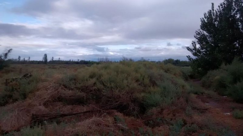 Campo en Venta en  Lavalle, Mendoza