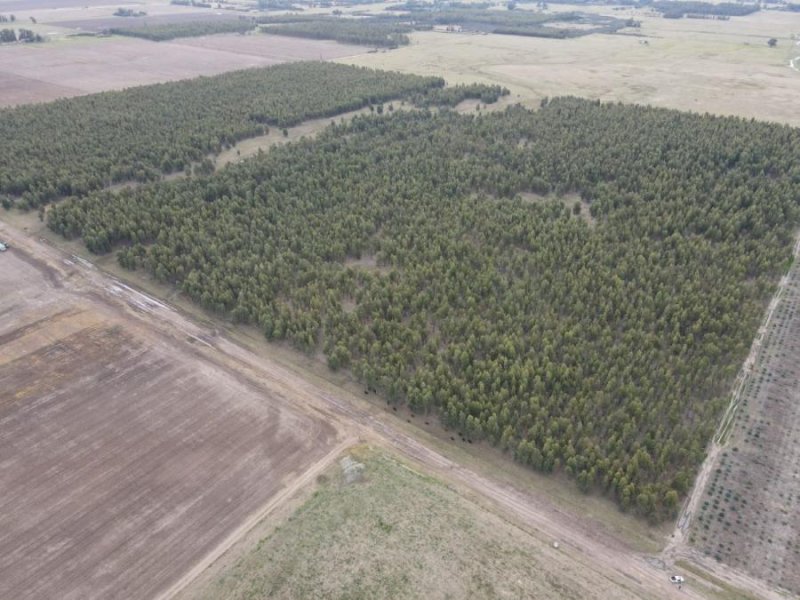 Campo en Venta en  Ramon Santamarina, Buenos Aires