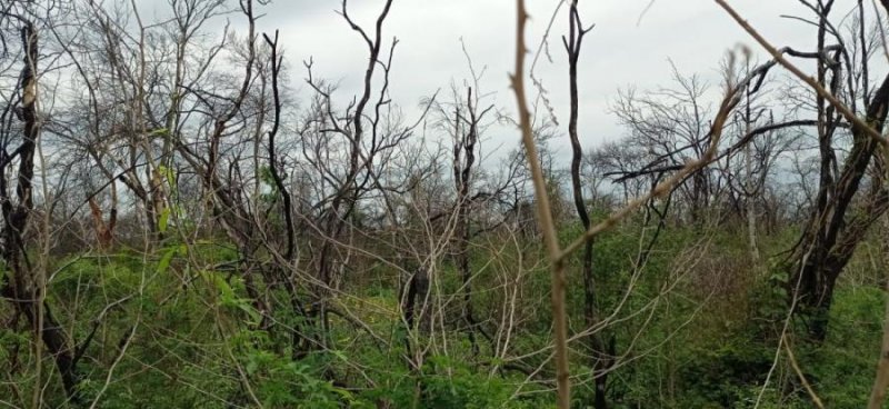 Campo en Venta en  Pampa del Indio, Chaco