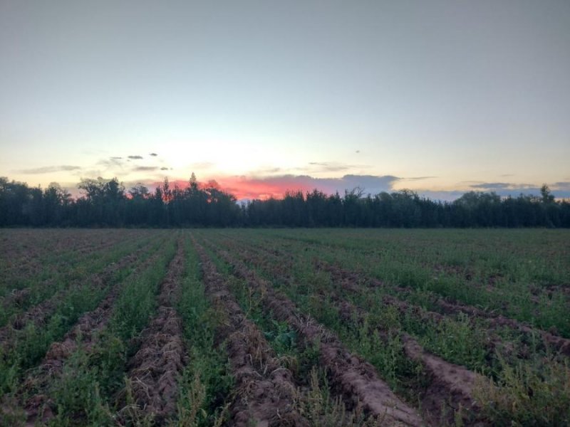 Campo en Venta en Cañada colorada Malargüe, Mendoza