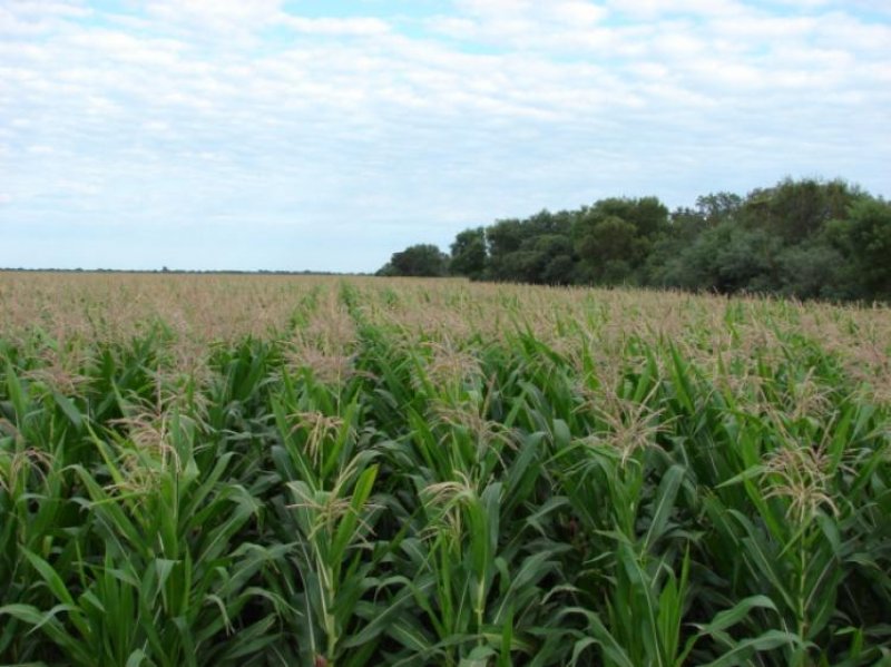 Campo en Venta en  Santiago Del Estero, Santiago del Estero