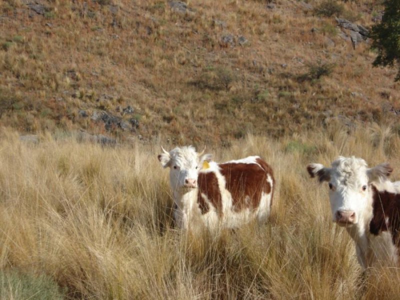 Campo en Venta en  Rio Cuarto, Córdoba