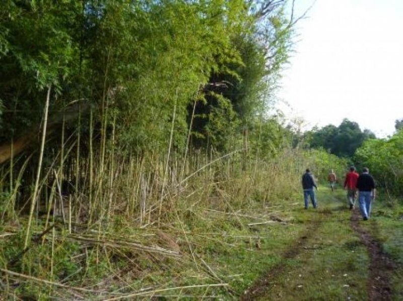 Campo en Venta en san gotardo Capiov�, Misiones